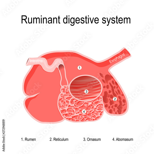 ruminant digestive system. four compartments of Ruminants' stomach