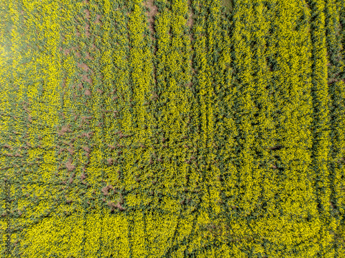 Signs on rapeseed field. Aliens concept.