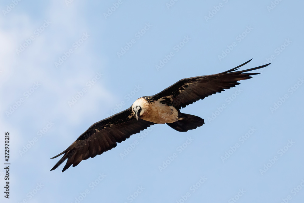 Bearded Vulture, Gypaetus barbatus flying over Semien or Simien mountains Ethiopia, Ethiopian wildlife, Africa Bearded Vulture, Gypaetus barbatus flying over Semien or Simien mountains Ethiopia, Ethiopian wildlife, Africa
