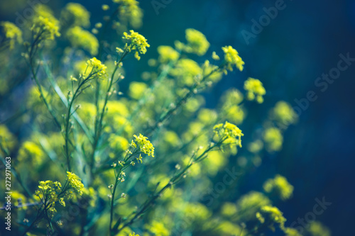 Close up of colza yellow flowers with blurry background. Summer sunny day. Copy space. photo