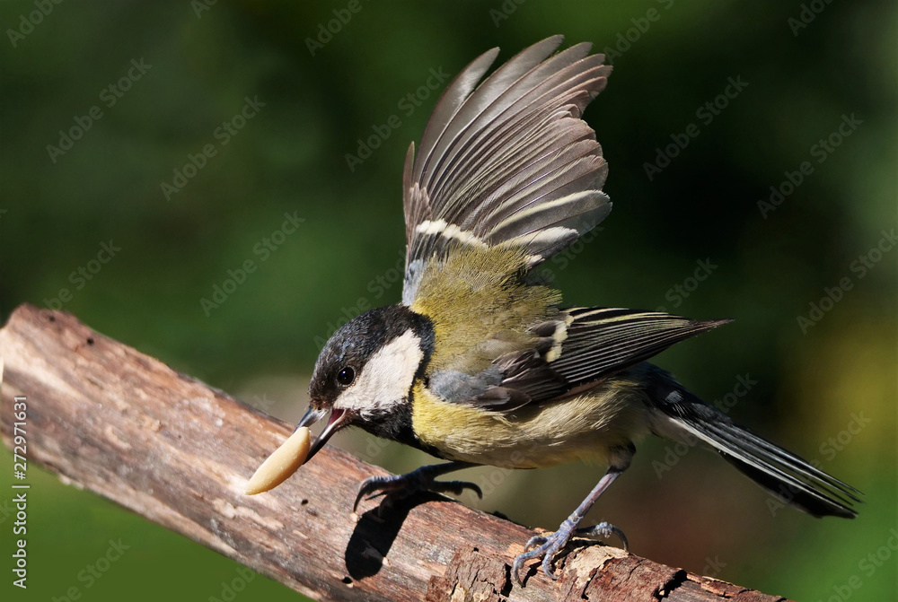 Obraz premium Eine Kohlmeise mit Nuss beim Abflug