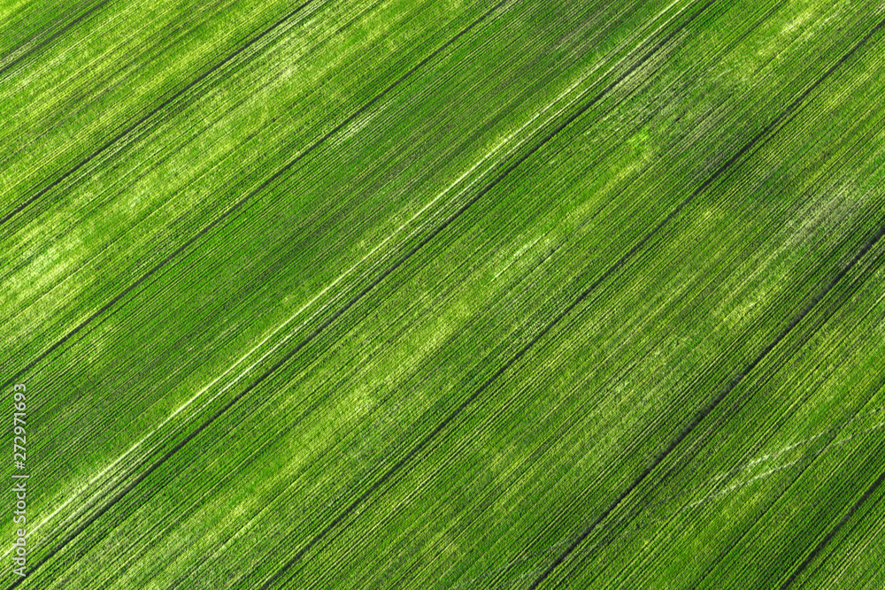 Field of green wheat and the fertility of the earth ecology. Aerial view. The concept of fertility. Field of green wheat and the fertility of the earth ecology. Aerial view. The concept of fertility.