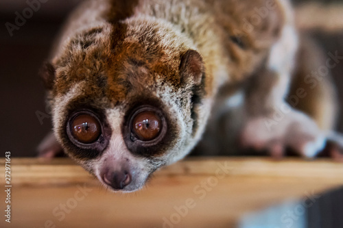Foto The beautiful Slow Loris