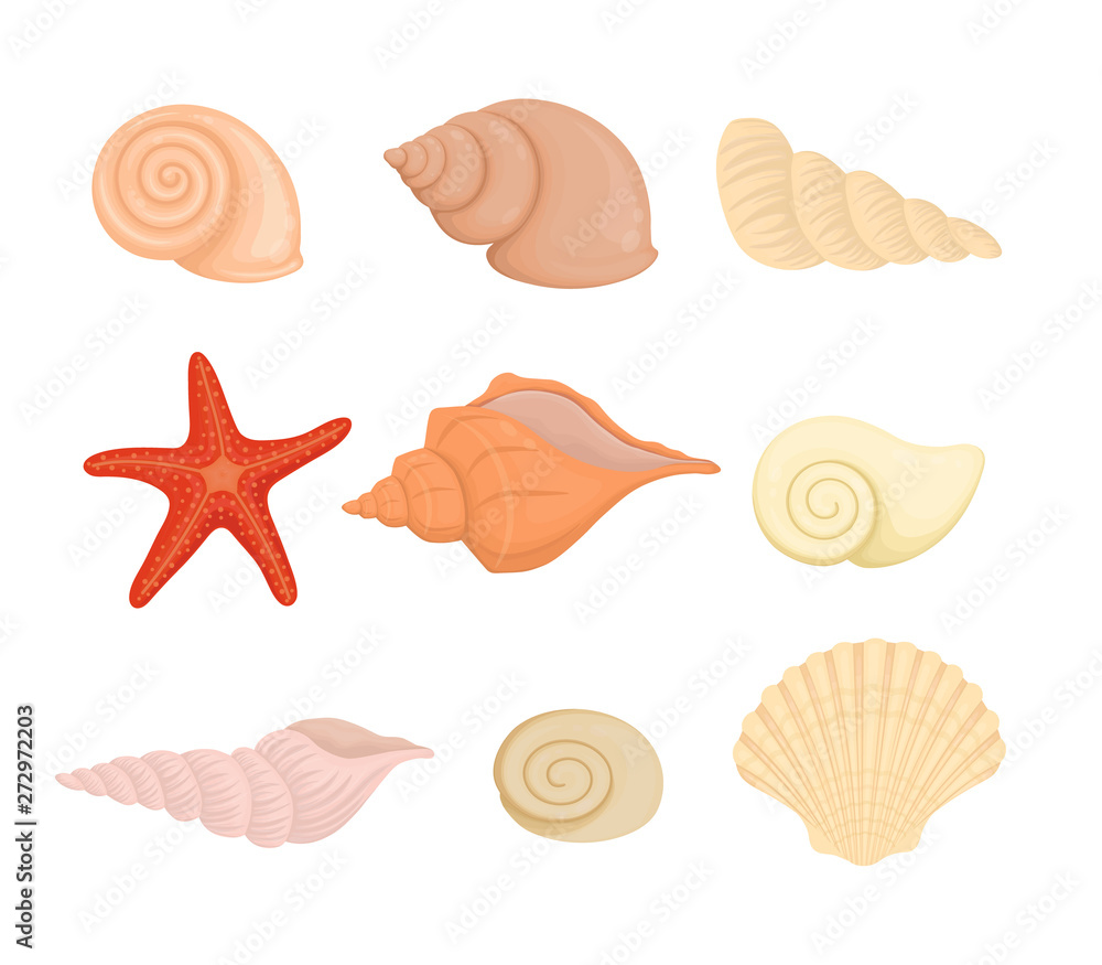 Summer concept with seashells and seaweed, vector illustration.