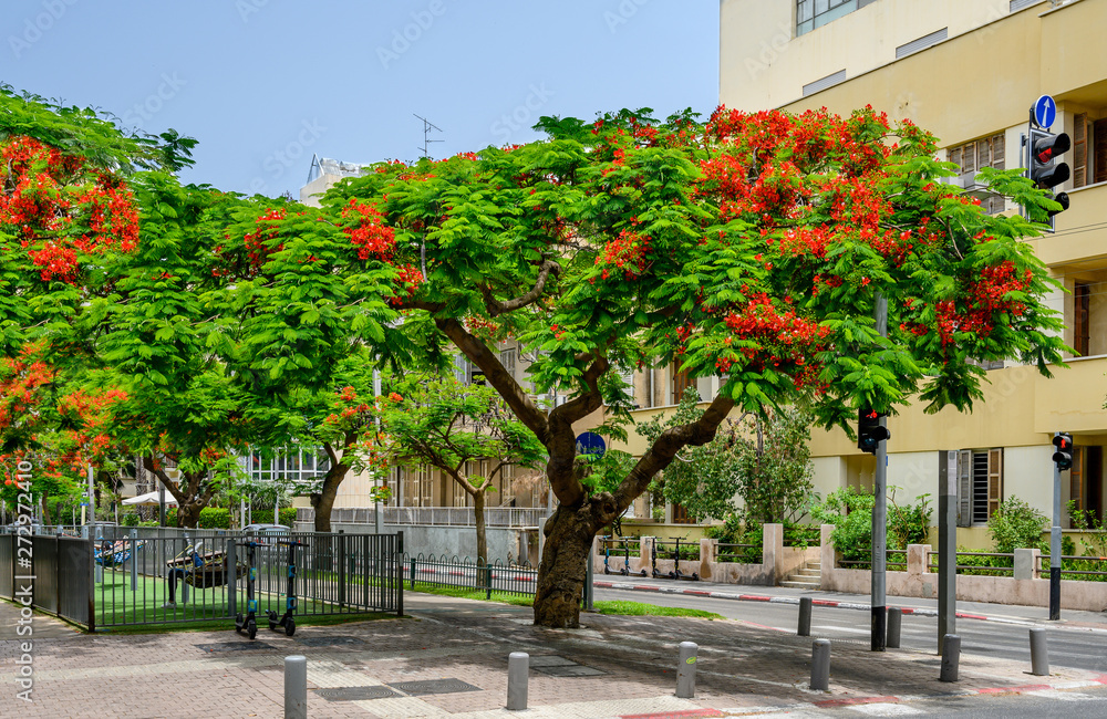 TEL AVIV, ISRAEL - JUNE 08, 2019 : Red flowers trees at boulevard Rothschild, the most prestige and luxury area in Tel Aviv. TEL AVIV, ISRAEL - JUNE 08, 2019 : Red flowers trees at boulevard Rothschild, the most prestige and luxury area in Tel Aviv.
