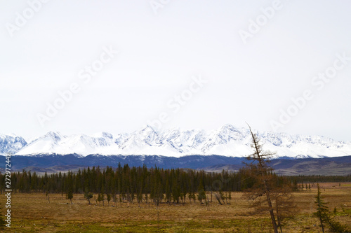 Forest on the meadow and snowy mountains.
