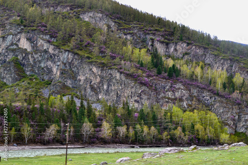 Blooming hills along the road.