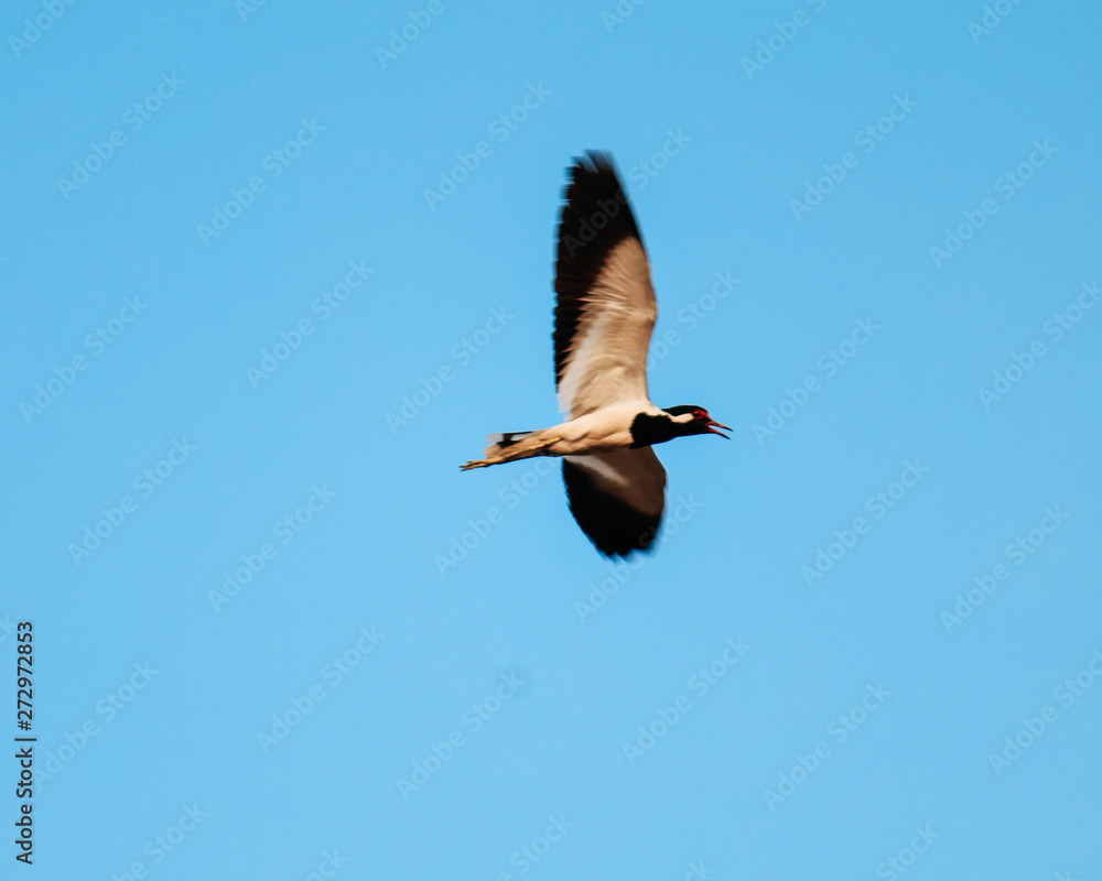 Obraz premium The red-wattled lapwing is an Asian lapwing or large plover, a wader in the family Charadriidae. Like other lapwings they are ground birds that are incapable of perching.
