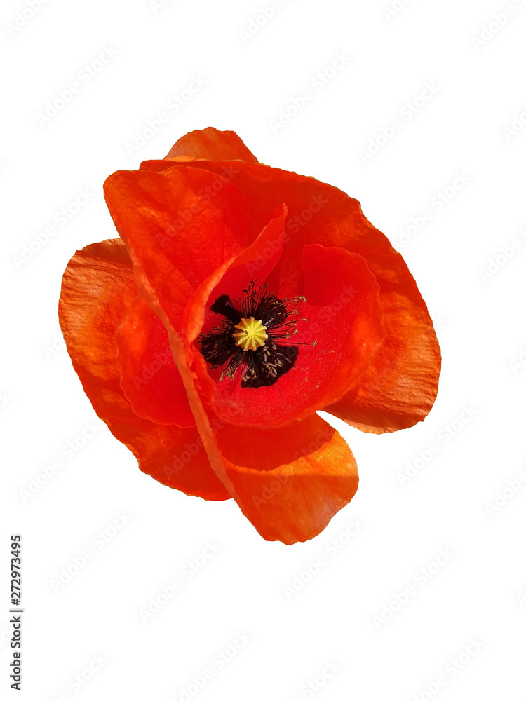 Obraz premium Mohn auf weiß