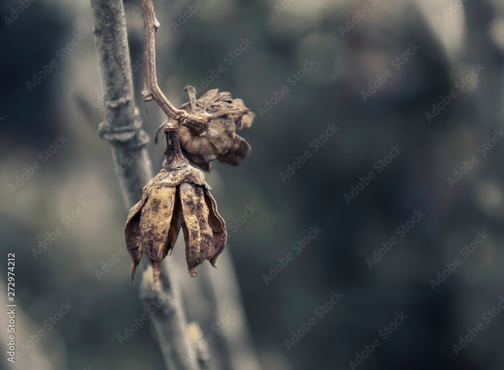 two old dried plant seeds