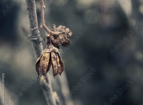 two old dried plant seeds
