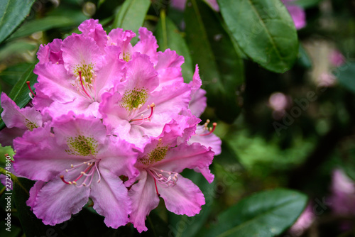 Pink Rhododendron flowers close up