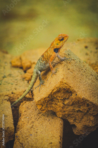 The oriental garden lizard, eastern garden lizard, bloodsucker or changeable lizard is an agamid lizard found widely distributed in indo-Malaya.