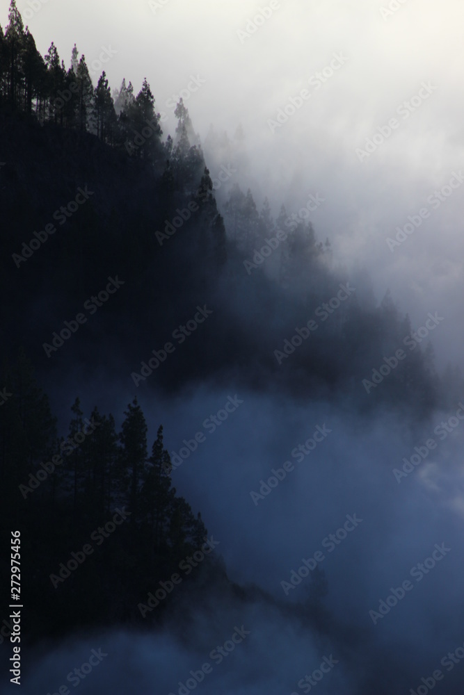 Forest in the clouds Forest in the clouds