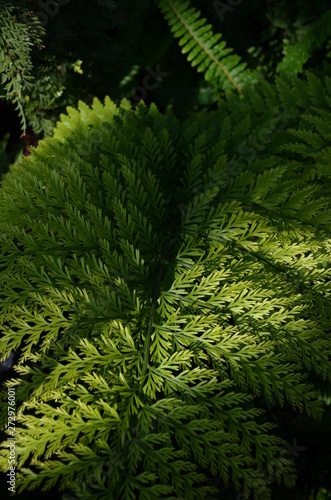 Leaves. Botanical garden of Hrysko. Kyiv, Ukraine.