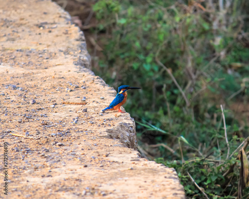 The common kingfisher (Alcedo atthis) also known as the Eurasian kingfisher, and river kingfisher, is a small kingfisher with seven subspecies recognized within its wide distribution across Eurasia an