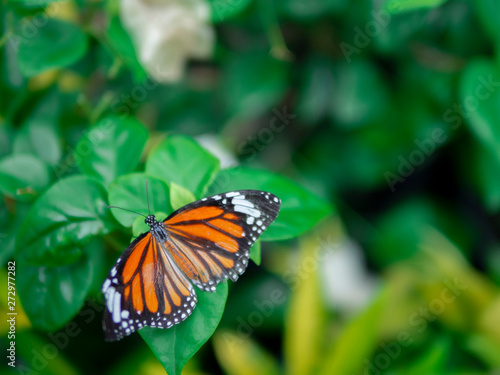 close up beautiful full wing orange butterfly Common Tiger  Danaus genutia  on red flower with green garden background