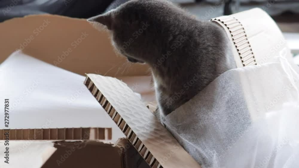 Cat Sitting In Pile Of Packaging From Box, Owner In Background Cat Sitting In Pile Of Packaging From Box, Owner In Background