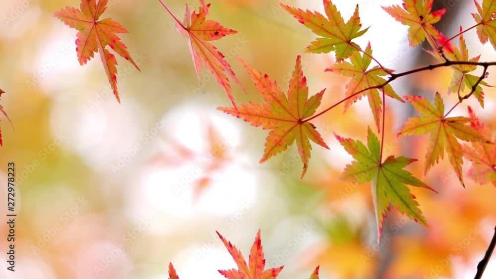 Colorful maple leaves shaking in bright bokeh background during autumn in Japan Colorful maple leaves shaking in bright bokeh background during autumn in Japan