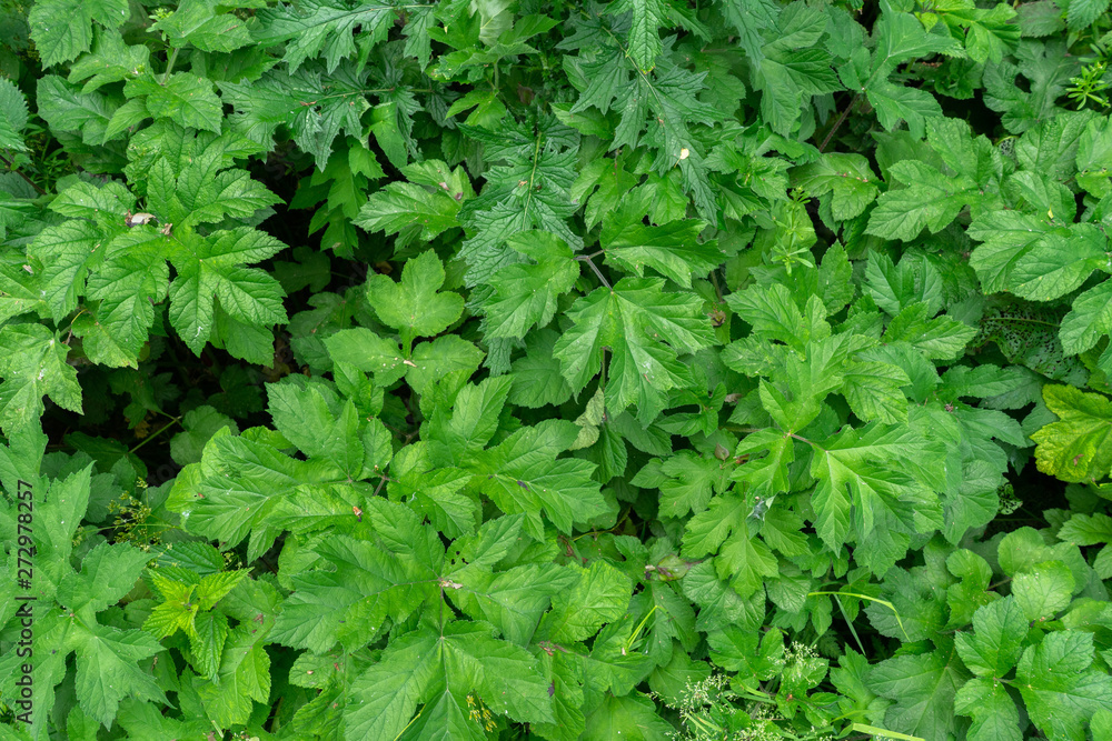 variation of green lush summer tree leaves texture top view variation of green lush summer tree leaves texture top view