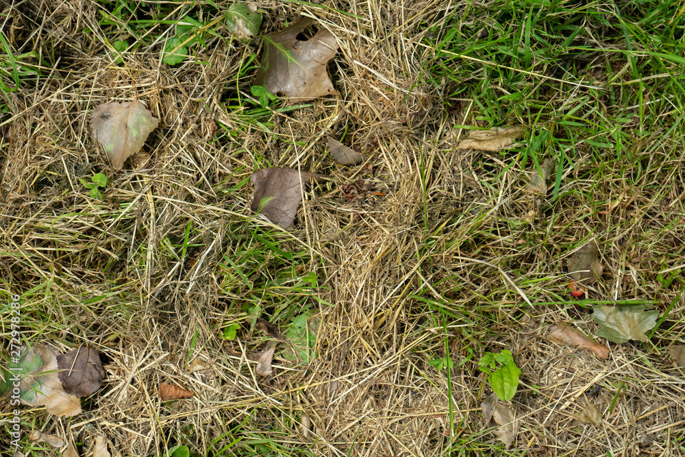 dead dry grass texture with green grass in between top view with dead leaves dead dry grass texture with green grass in between top view with dead leaves