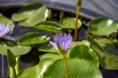 Water lily bloom with bees  Temple of the Emerald Buddha  Grand Palace  Bangkok  Thailand