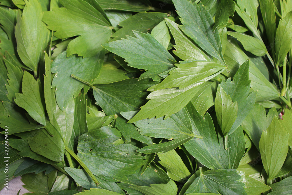 Levisticum officinale, commonly called lovage plant in the garden, leaves, future seeds in my organic garden, preparing for drying Levisticum officinale, commonly called lovage plant in the garden, leaves, future seeds in my organic garden, preparing for drying