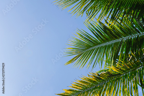 Palm leaves and behind the blue sky background