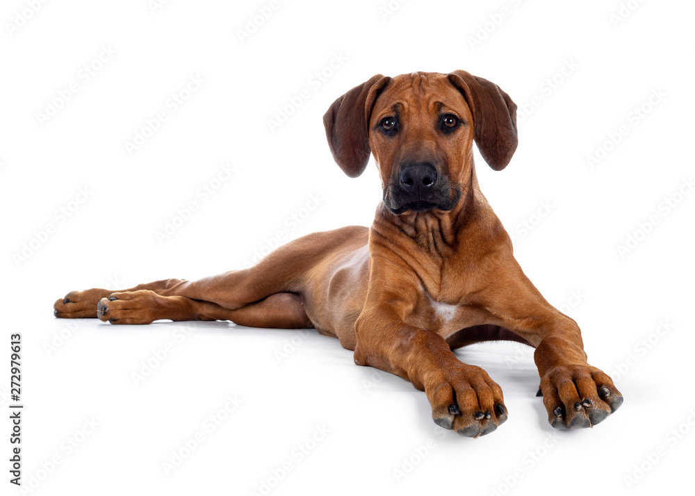 Cute wheaten Rhodesian Ridgeback puppy dog with dark muzzle, laying down side ways facing front. Looking at camera with sweet brown eyes. Isolated on white background