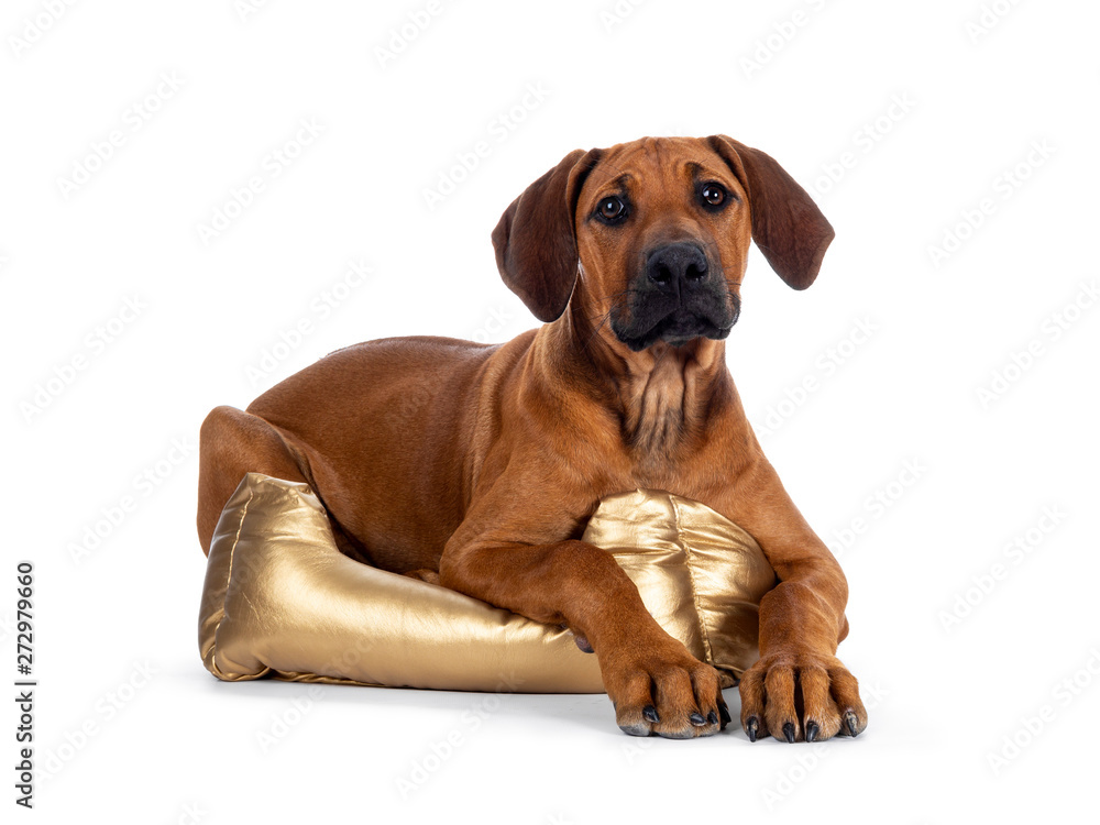 Cute wheaten Rhodesian Ridgeback puppy dog with dark muzzle, laying down side ways  facing front with  in golden basket Looking at camera with sweet brown eyes. Isolated on white background.
