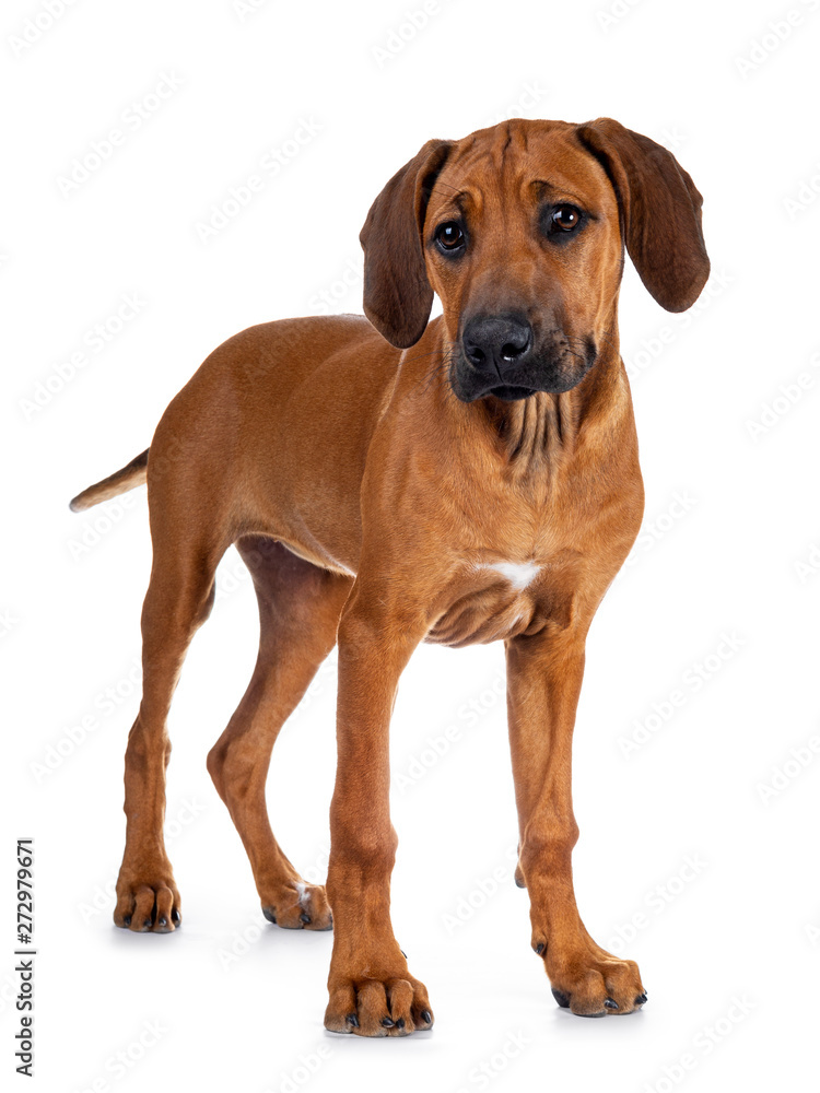 Cute wheaten Rhodesian Ridgeback puppy dog with dark muzzle, standing half side ways  facing front with  in golden basket Looking at camera with sweet brown eyes and tilted head. Isolated on white bac