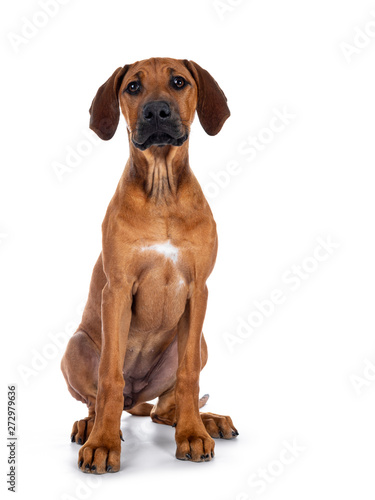 Cute wheaten Rhodesian Ridgeback puppy dog with dark muzzle, sitting up facing front. Looking at camera with sweet brown eyes. Isolated on white background. © Nynke