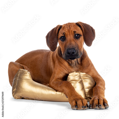 Cute wheaten Rhodesian Ridgeback puppy dog with dark muzzle  laying down side ways  facing front with  in golden basket Looking at camera with sweet brown eyes. Isolated on white background.