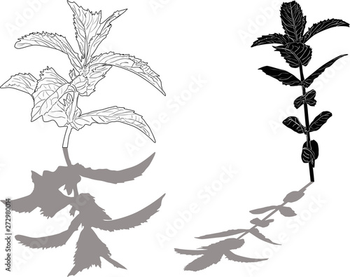 peppermint two branches with shadows on white