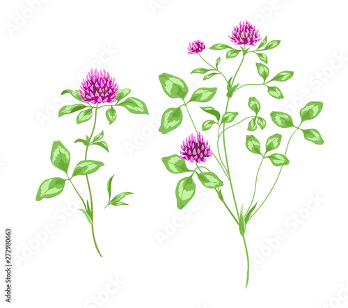 Flower clover botany nature flower bed leaves meadow meadow meadow village pasture