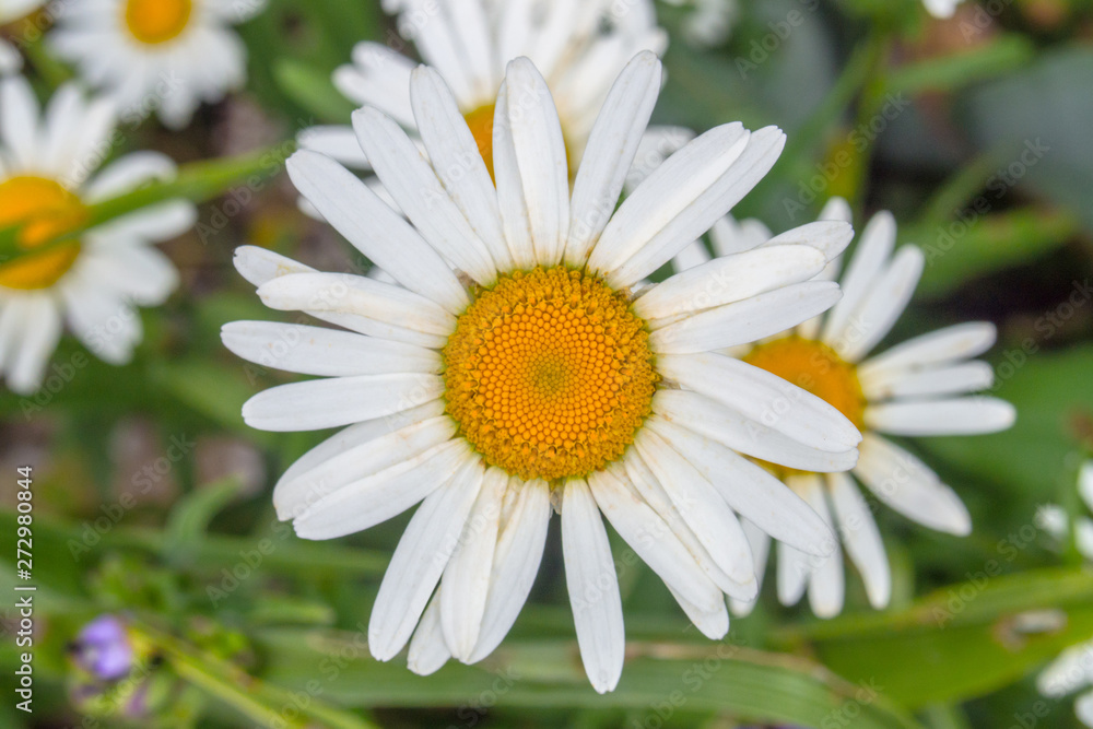 field chamomile closeup on green background field chamomile closeup on green background