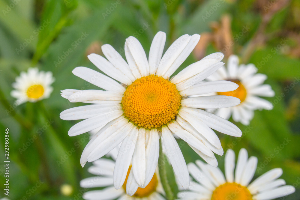 field chamomile closeup on green background field chamomile closeup on green background