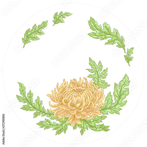 Chrysanthemum Astra botany summer autumn flowers leaves greenery nature herbarium Dahlia