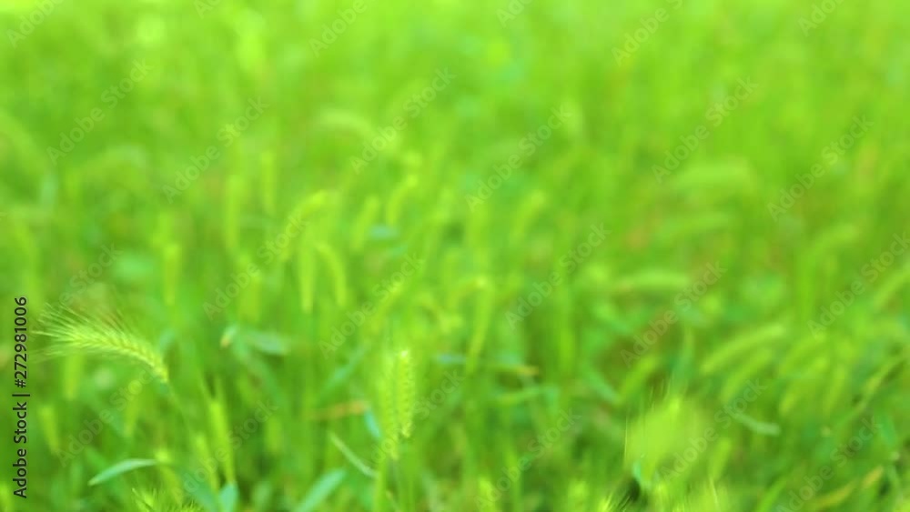 Beautiful summer green nature video background. Beautiful summer green nature video background.