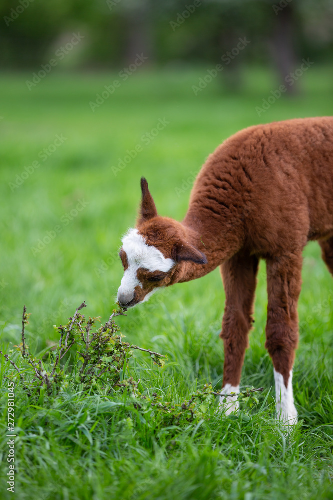 Obraz premium Young Alpaca eating grass, South American mammal