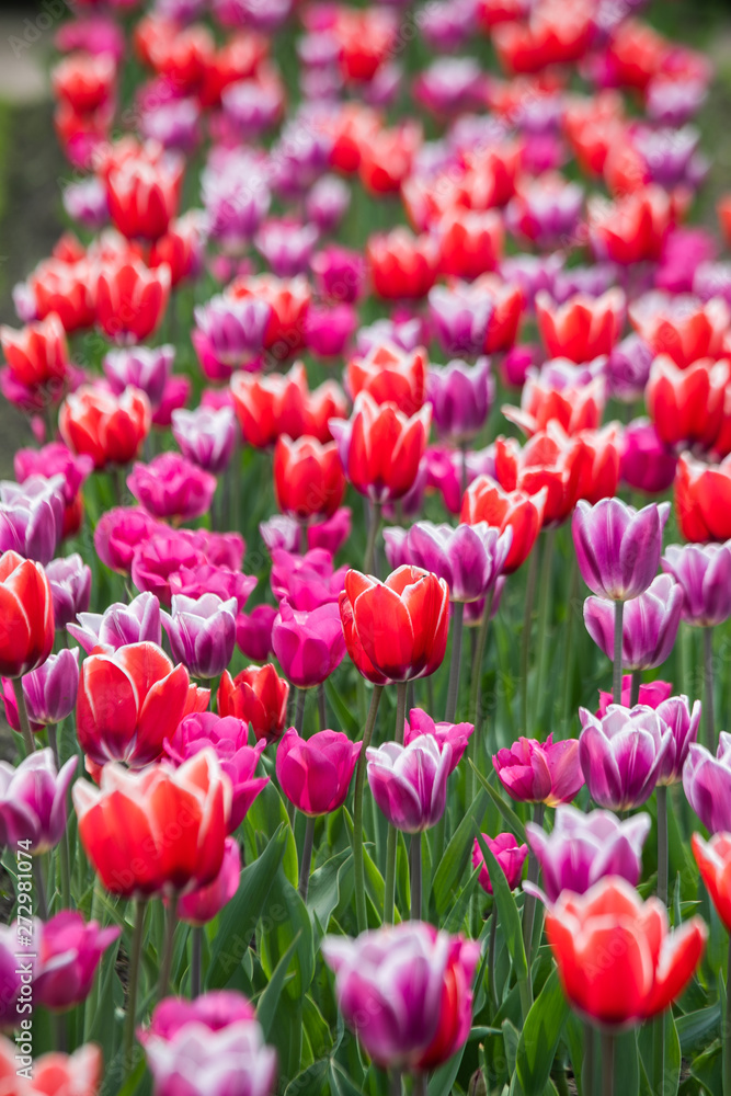 Row Of Tulip Flowers Row Of Tulip Flowers