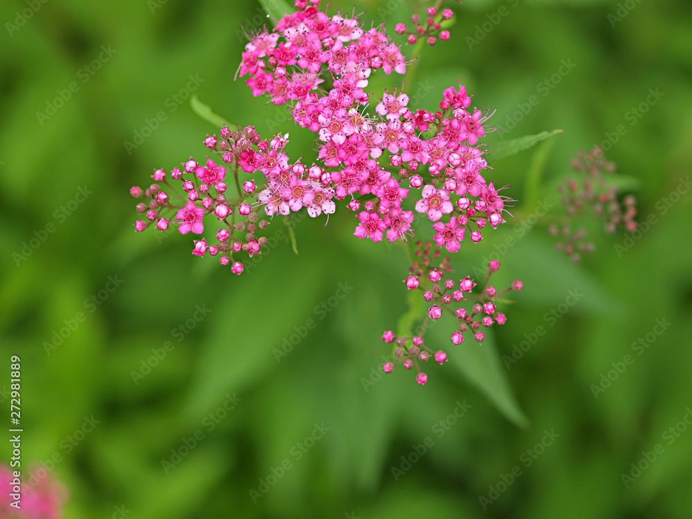 シモツケの花 シモツケの花