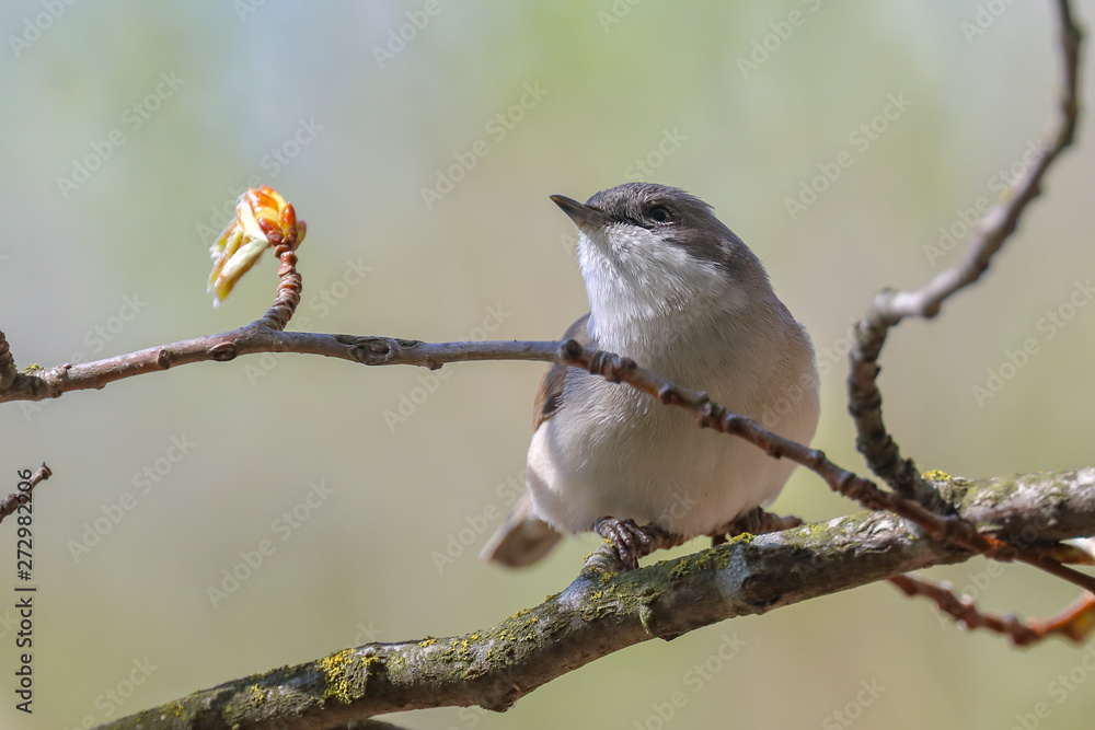 Obraz premium Lesser Whitethroat in spring