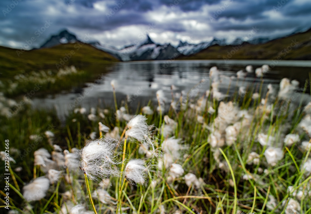 Obraz premium Wollgras am Bachalpsee First Grindelwald Berner Oberland Schweiz Switzerland