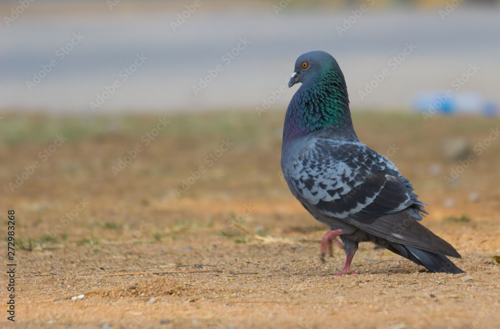 Obraz premium Beautiful Portrait of a Pigeon against a nice soft green blurry background