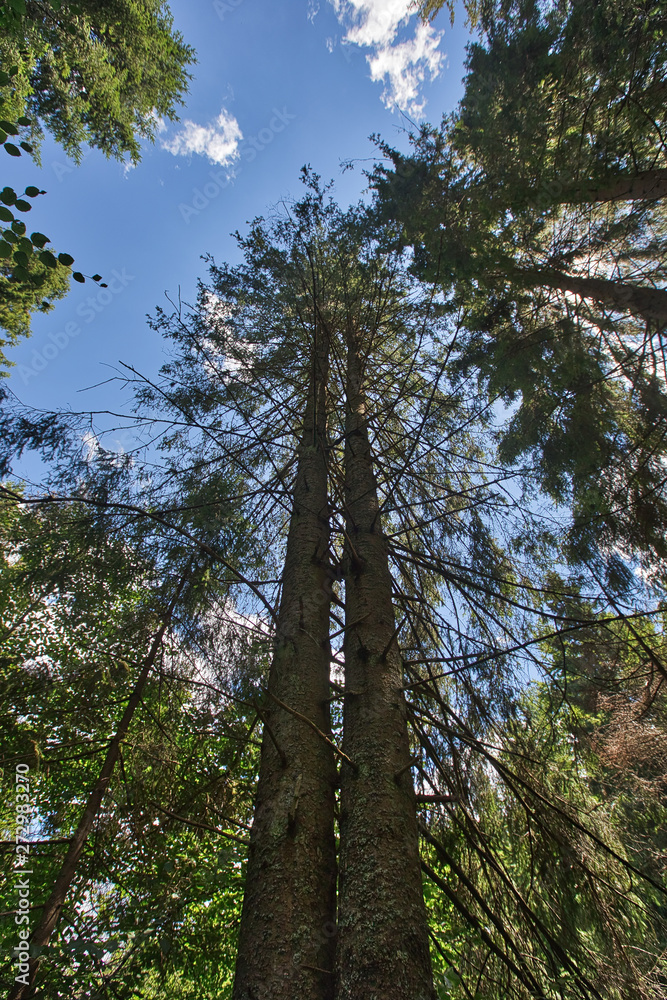 Beautiful trees root and bark in the forest nature landscape green grass