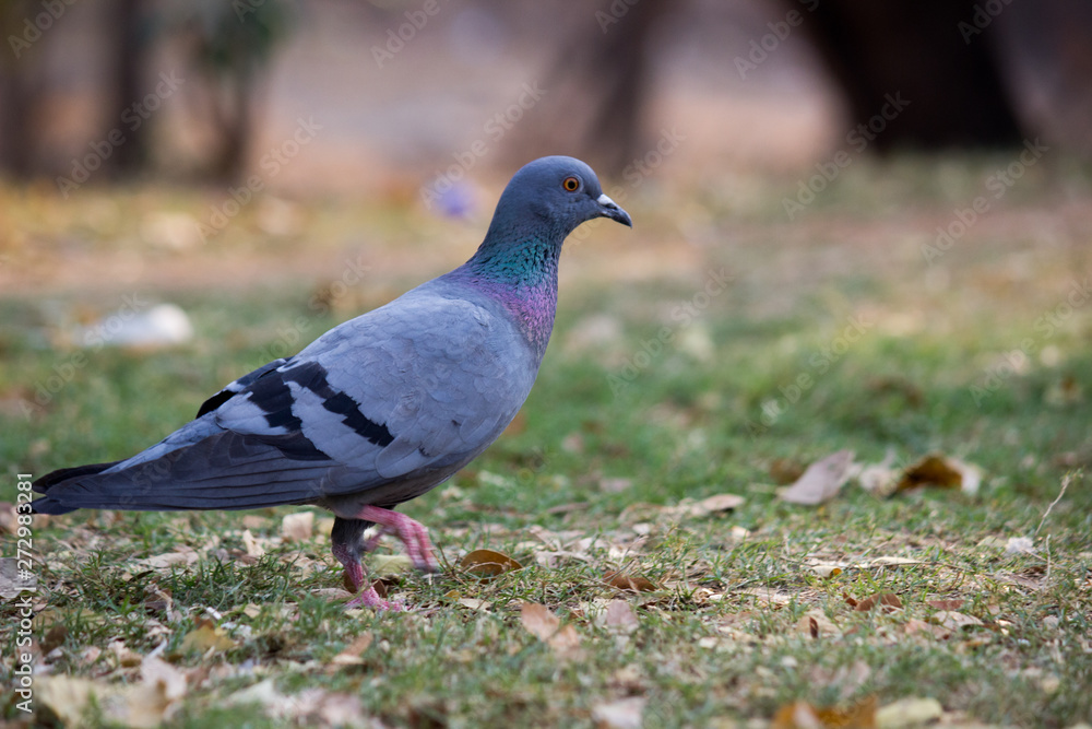 Beautiful Portrait of a Pigeon against a nice soft green blurry background Beautiful Portrait of a Pigeon against a nice soft green blurry background