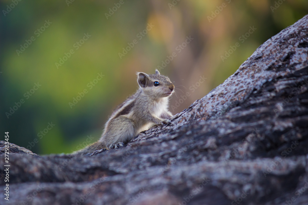 Beautiful Portrait of a Squirrel on the Tree trunk in its natural habitat Beautiful Portrait of a Squirrel on the Tree trunk in its natural habitat