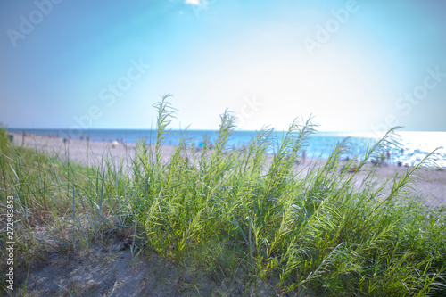 Small willow tree in green grass on sandy beach of the Baltic sea. Seaside resort at warm summer day on Baltic sea. Small DOF photography at open aperture.