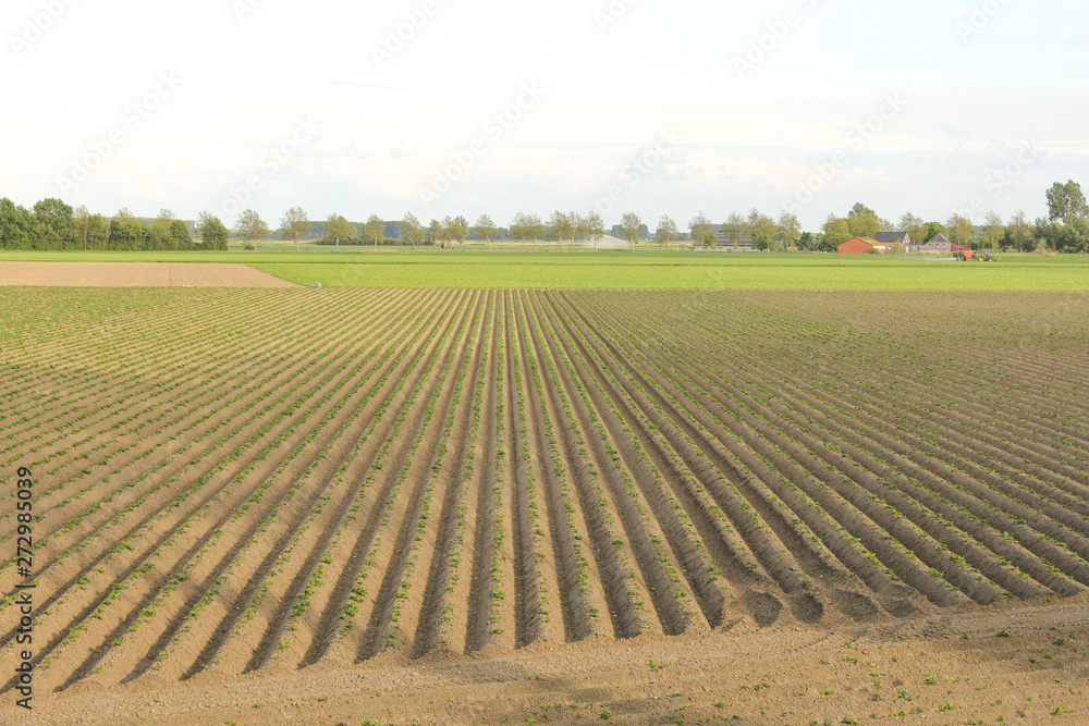 a long field with rows of potato beds with little plants in the countryside in zeeland, holland in springtime